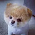Bobby animals